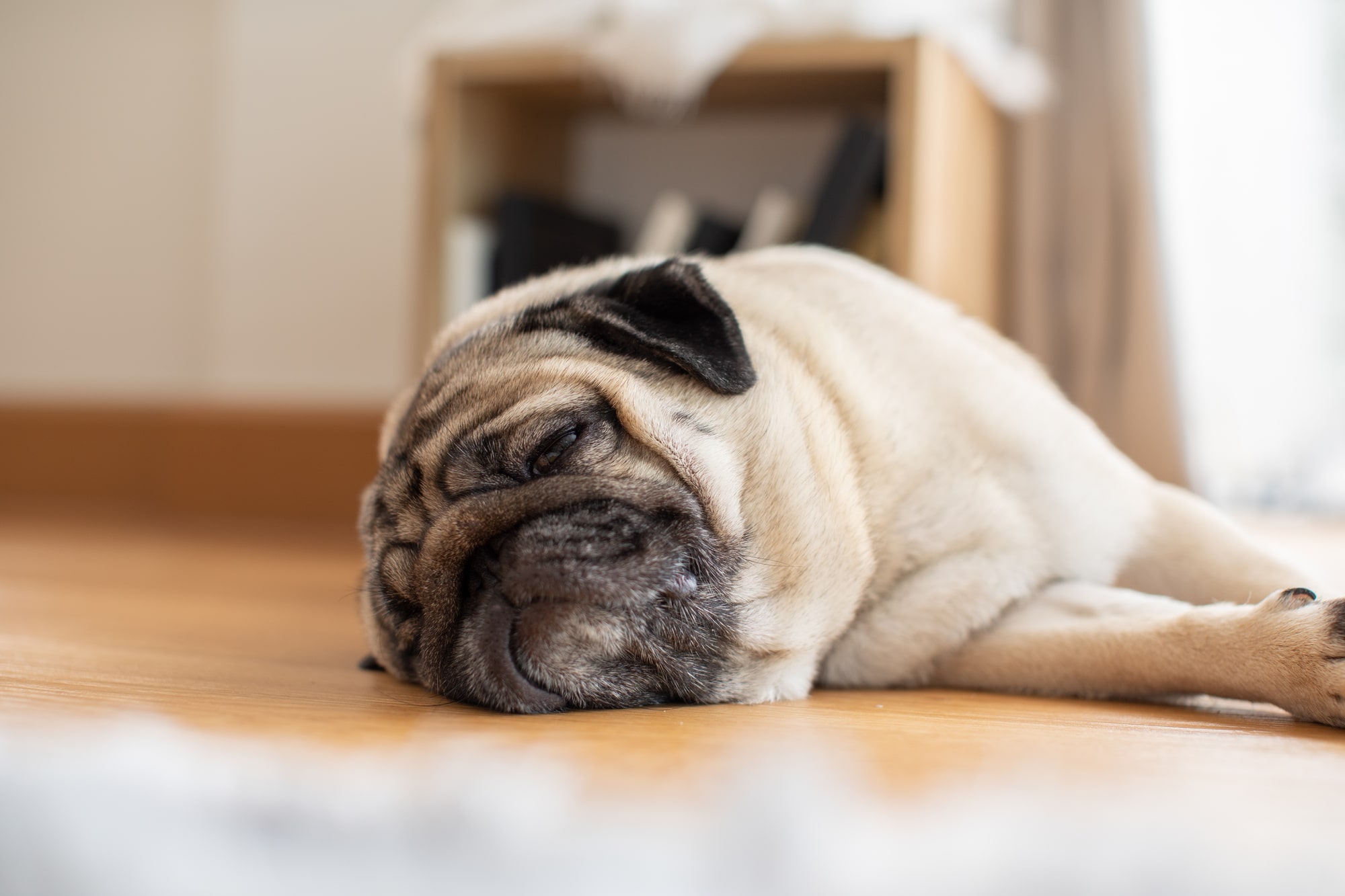 【専門家解説】老犬の息が荒いのは異常？その見分け方と疑うべき病気