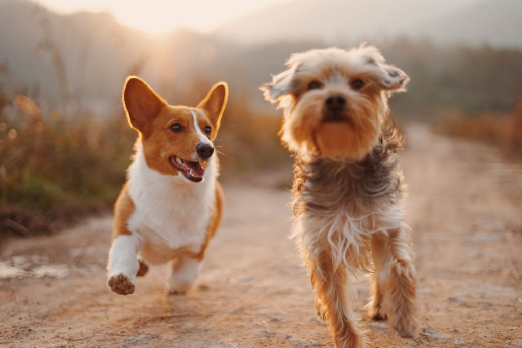 ペットときれいな状態でお別れしよう