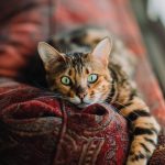 ペットの猫を火葬する方法。安置方法や料金についても解説