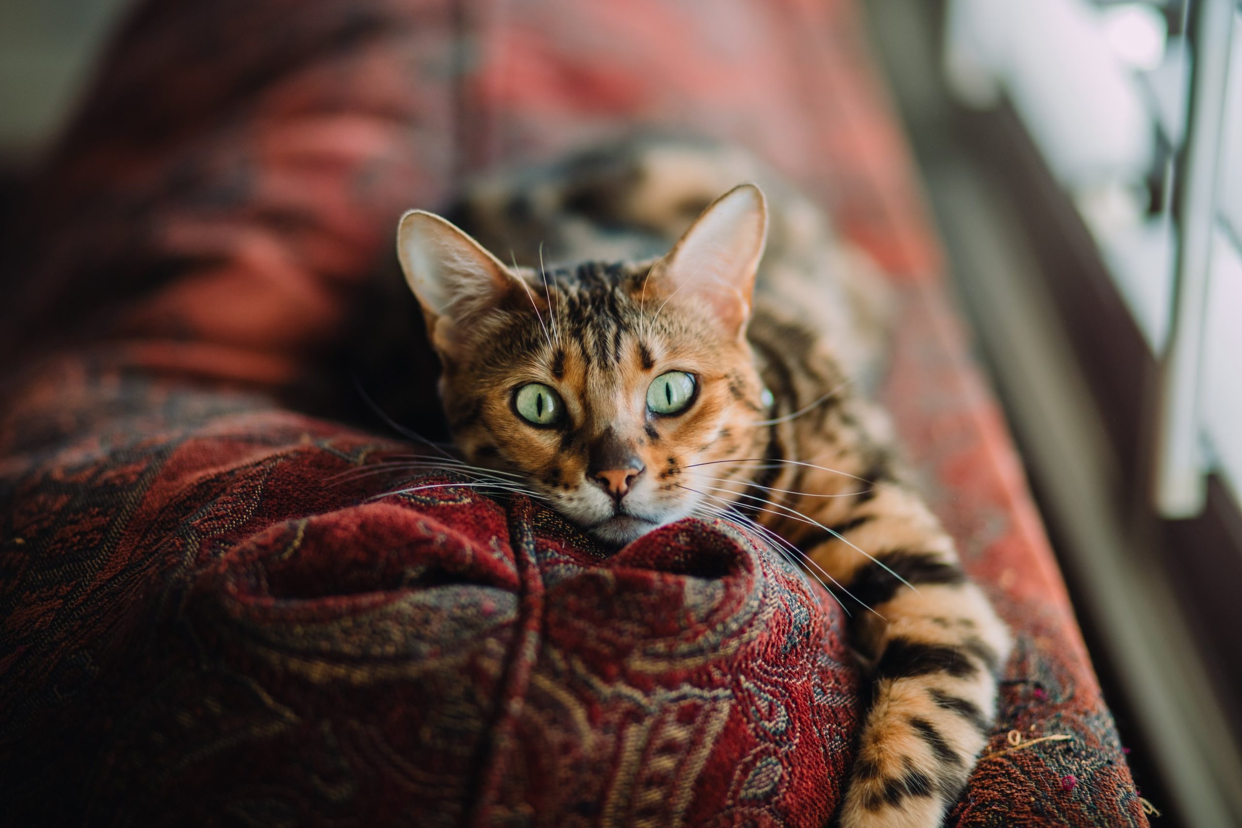 ペットの猫を火葬する方法。安置方法や料金についても解説