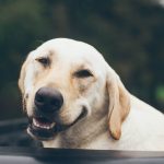 ペット火葬で写真は入れても良い？副葬品を選ぶ際の注意点