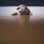 ペット火葬後のお骨上げの注意点は？公開しないためのお骨上げのポイントを紹介