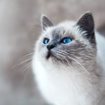 ペットを火葬したその後、ご遺骨はどうすればいい？供養する方法を紹介