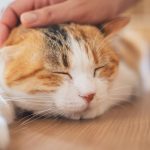 【専門家監修】猫に長生きしてほしい！愛猫と長く一緒に過ごすための秘訣