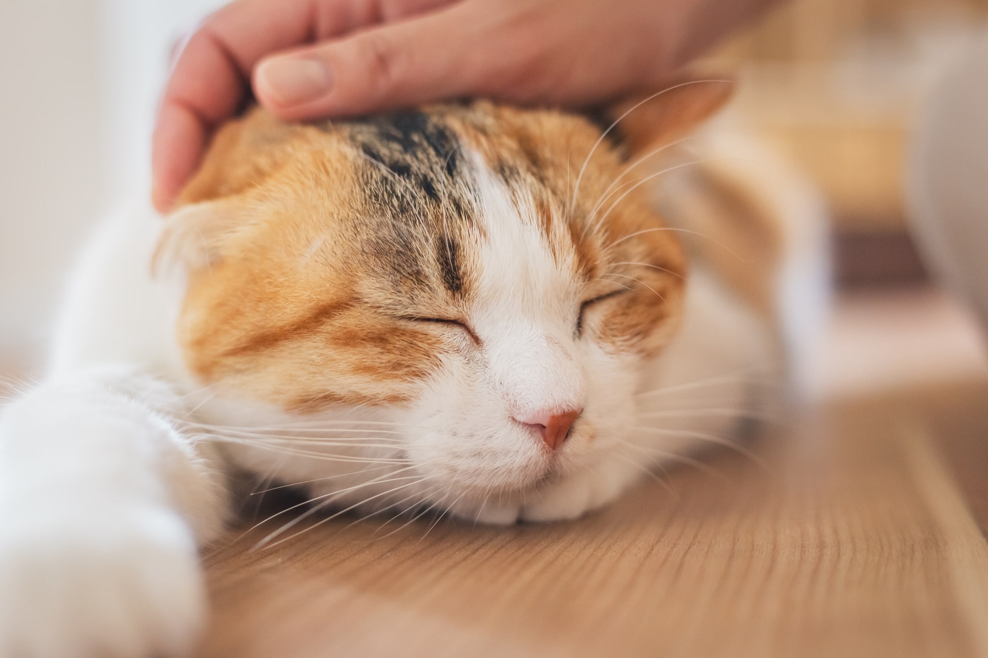 【専門家監修】猫に長生きしてほしい！愛猫と長く一緒に過ごすための秘訣