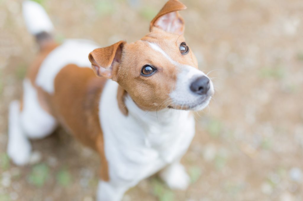 犬の認知症を予防するにはどうすれば良い？