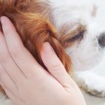 ペットの火葬は立ち会いできる？流れや注意点についても解説！