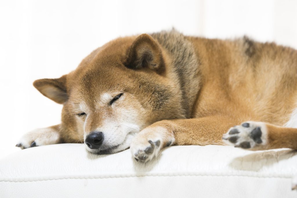 認知症になりやすい犬種や年齢