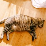 【獣医師執筆】運動しない猫のダイエットを成功させる秘訣と食事のポイント