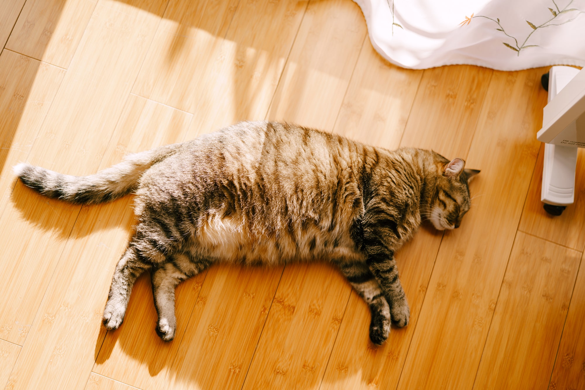 【獣医師執筆】運動しない猫のダイエットを成功させる秘訣と食事のポイント