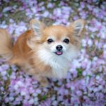 ペットを火葬する際の花の入れ方は？おすすめの花や選び方も紹介