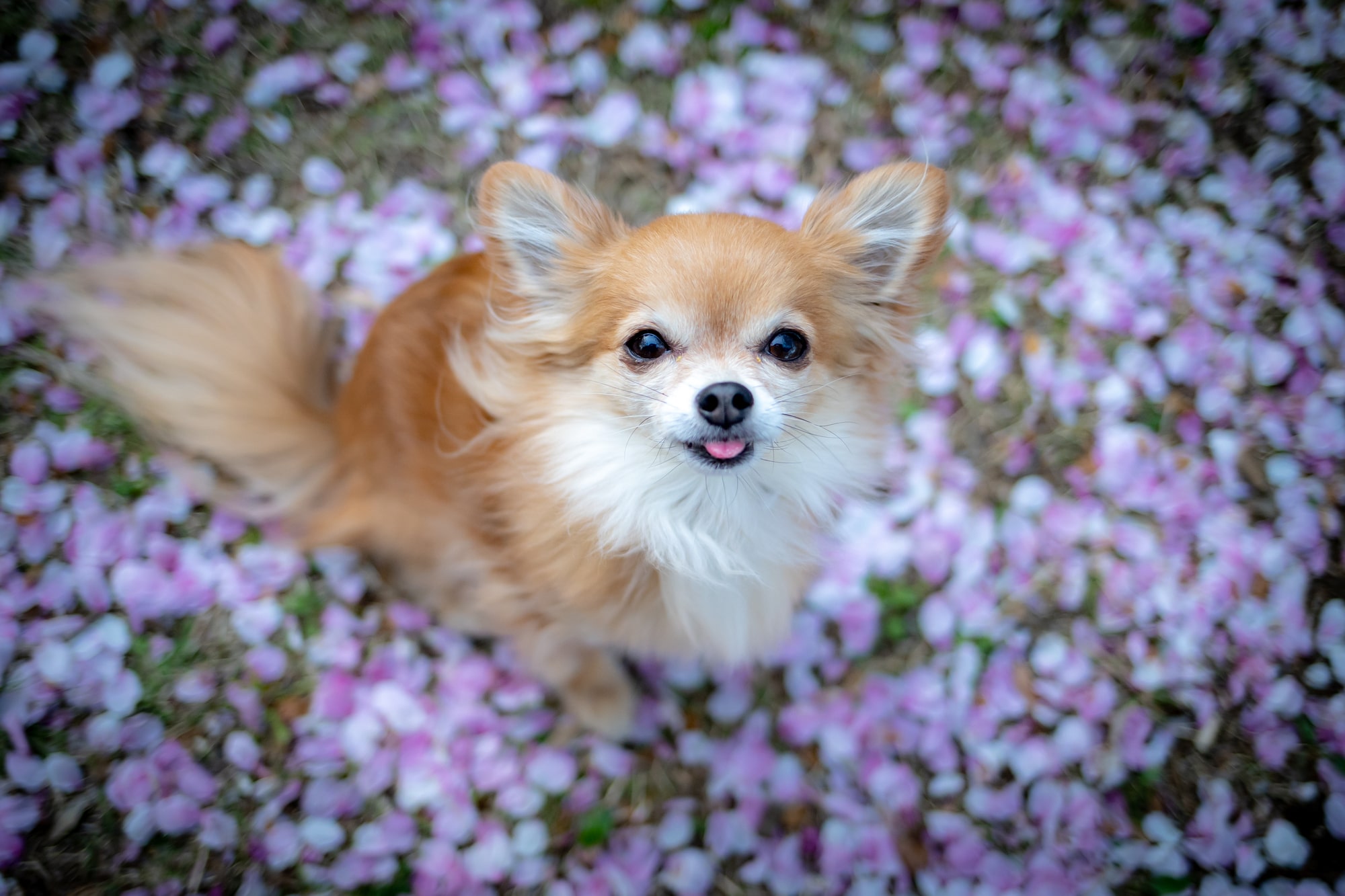 ペットを火葬する際の花の入れ方は？おすすめの花や選び方も紹介