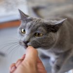 【専門家解説】猫は人間の食べ物を食べても大丈夫？OK・NGな食べ物