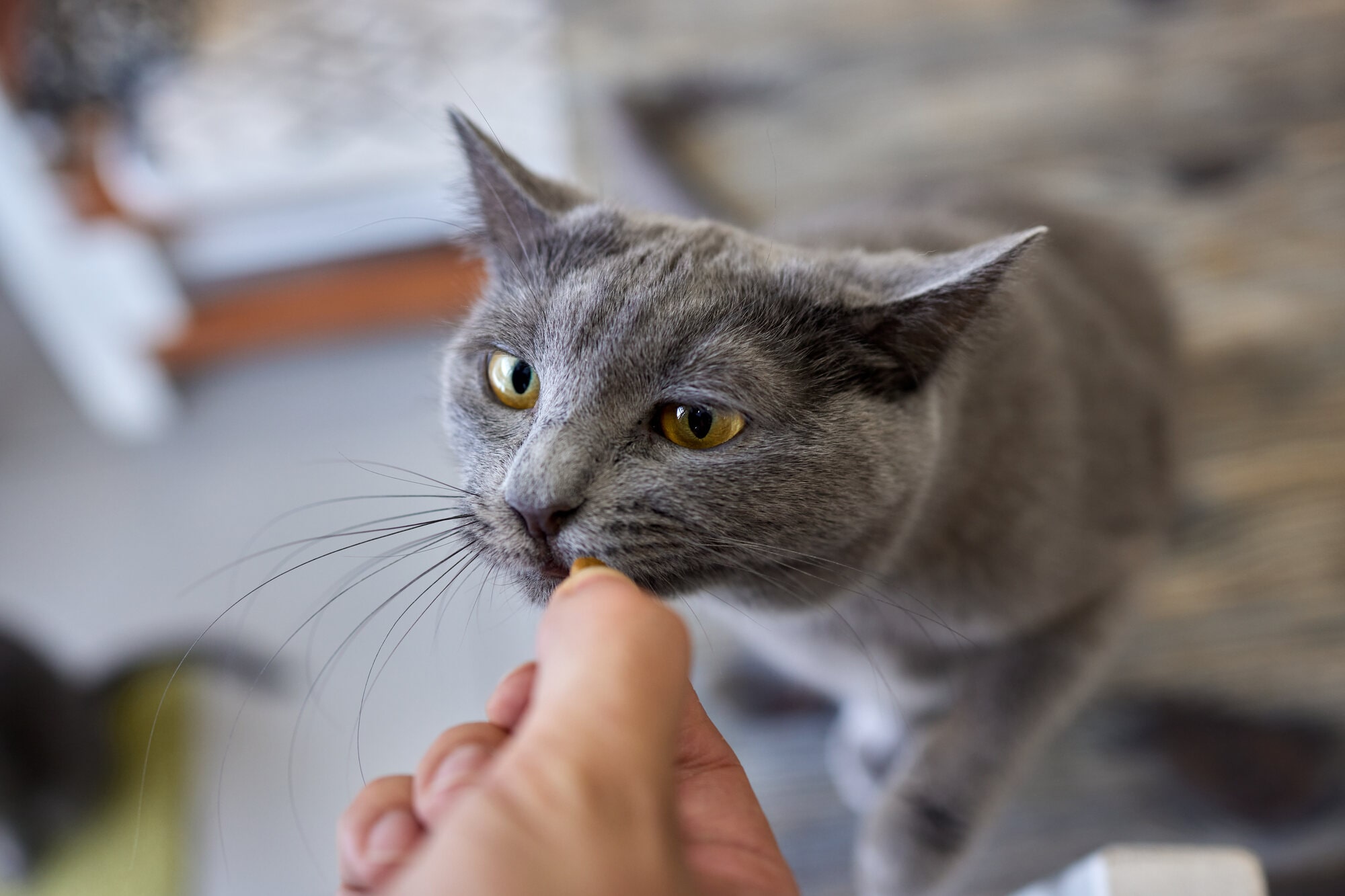 【専門家解説】猫は人間の食べ物を食べても大丈夫？OK・NGな食べ物