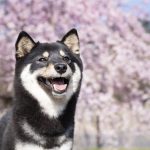 ペットの火葬はいつまでにすればいい？ペット火葬のタイミングを徹底紹介