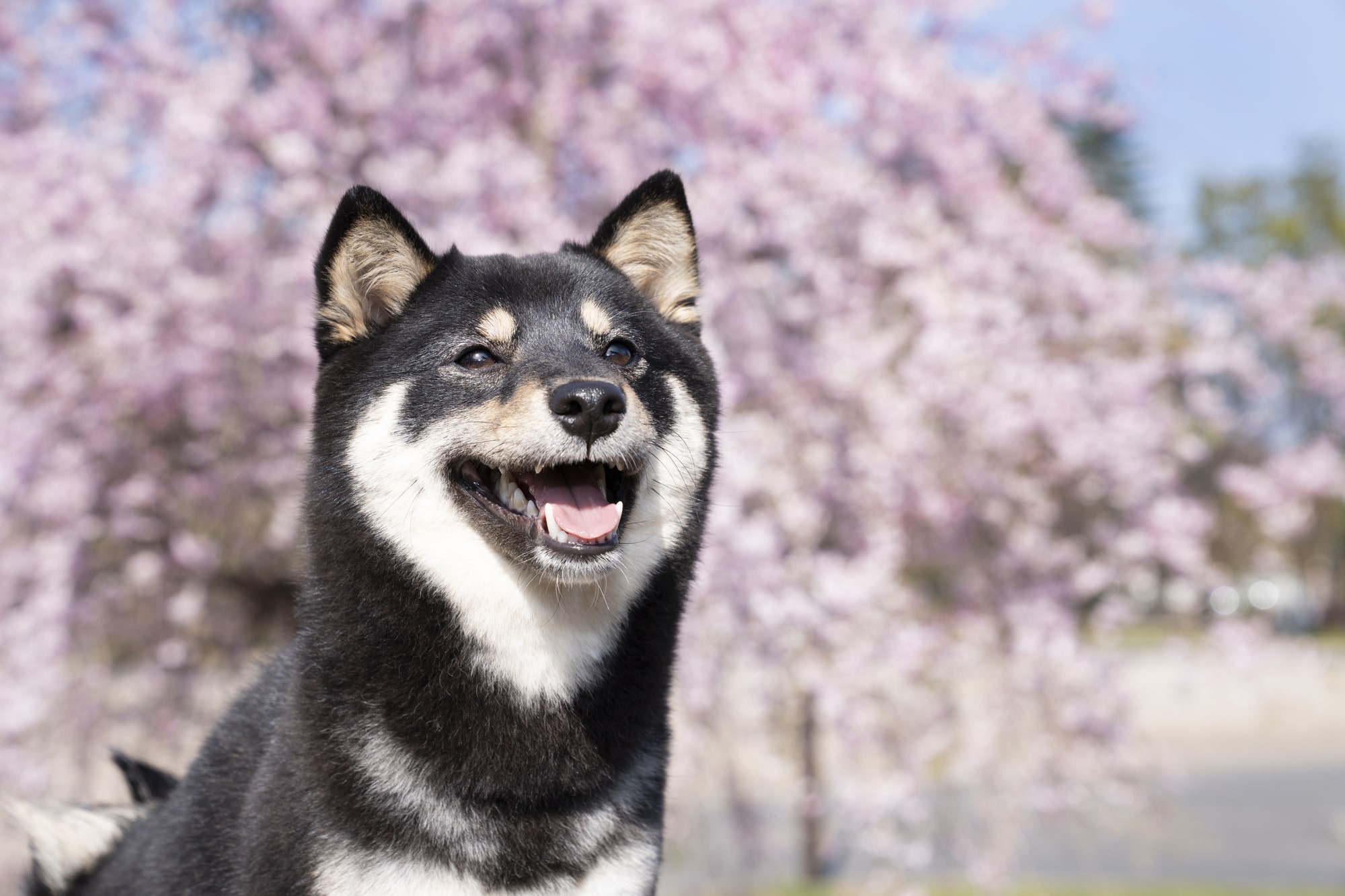 ペットの火葬はいつまでにすればいい？ペット火葬のタイミングを徹底紹介