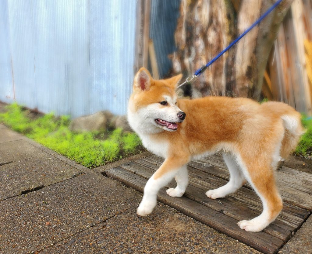 愛犬が認知症になってしまった場合はどうするべきか