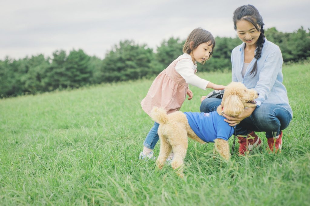 老犬のお留守番対策のために今からできること