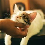 ペット火葬はいつまでするべき？正しくペットを安置する方法や注意点も紹介
