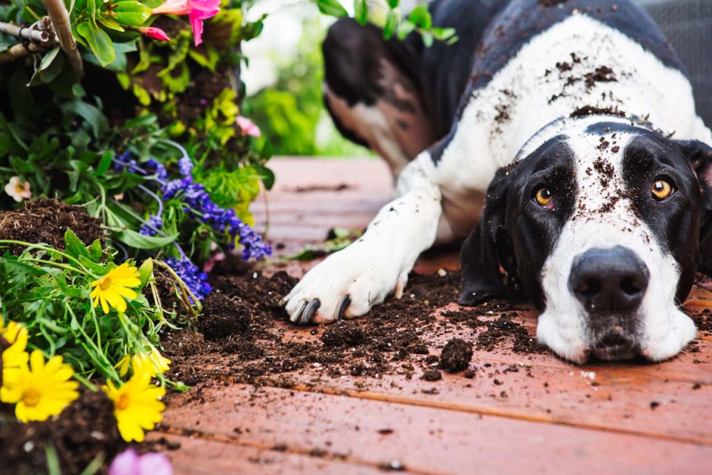 ペットのご遺体を庭に埋葬したときのリスク