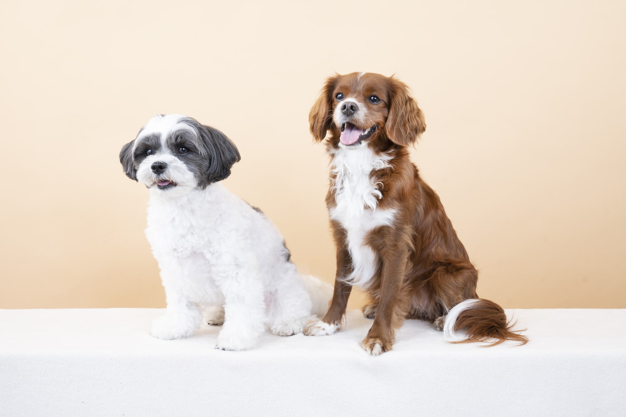 【獣医師監修】犬の二匹目を迎えるのに適したタイミングは？迎える際のポイントも - COCOペットジャーナル