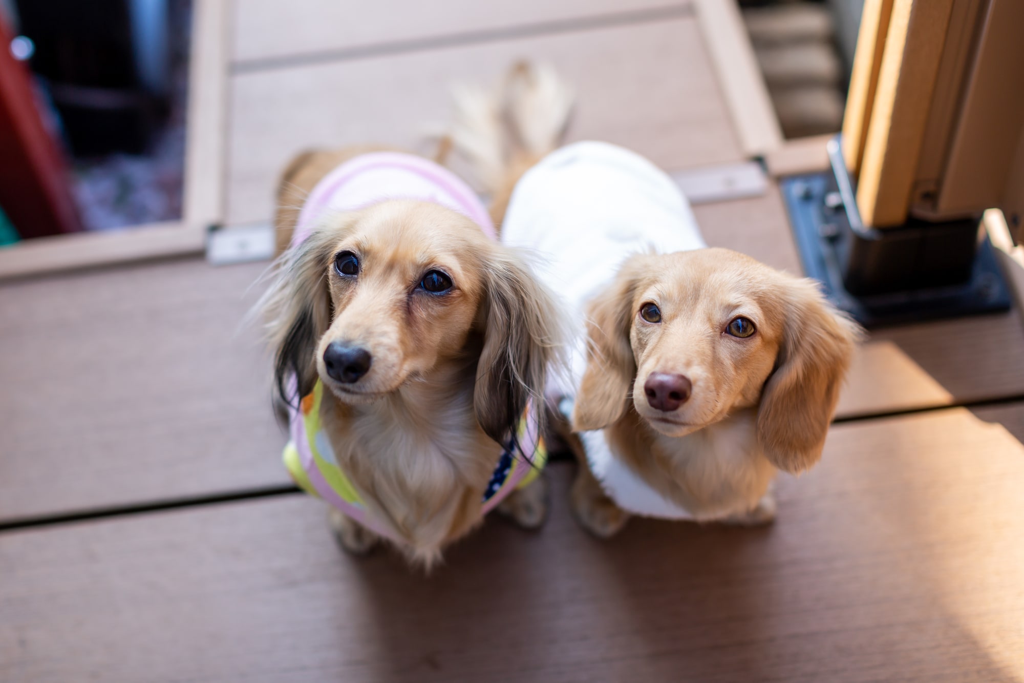 【獣医師監修】犬の二匹目を迎えるのに適したタイミングは？迎える際のポイントも - COCOペットジャーナル