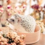 【飼っているハリネズミが死んだら…】遺体の安置や供養方法をまとめてご紹介