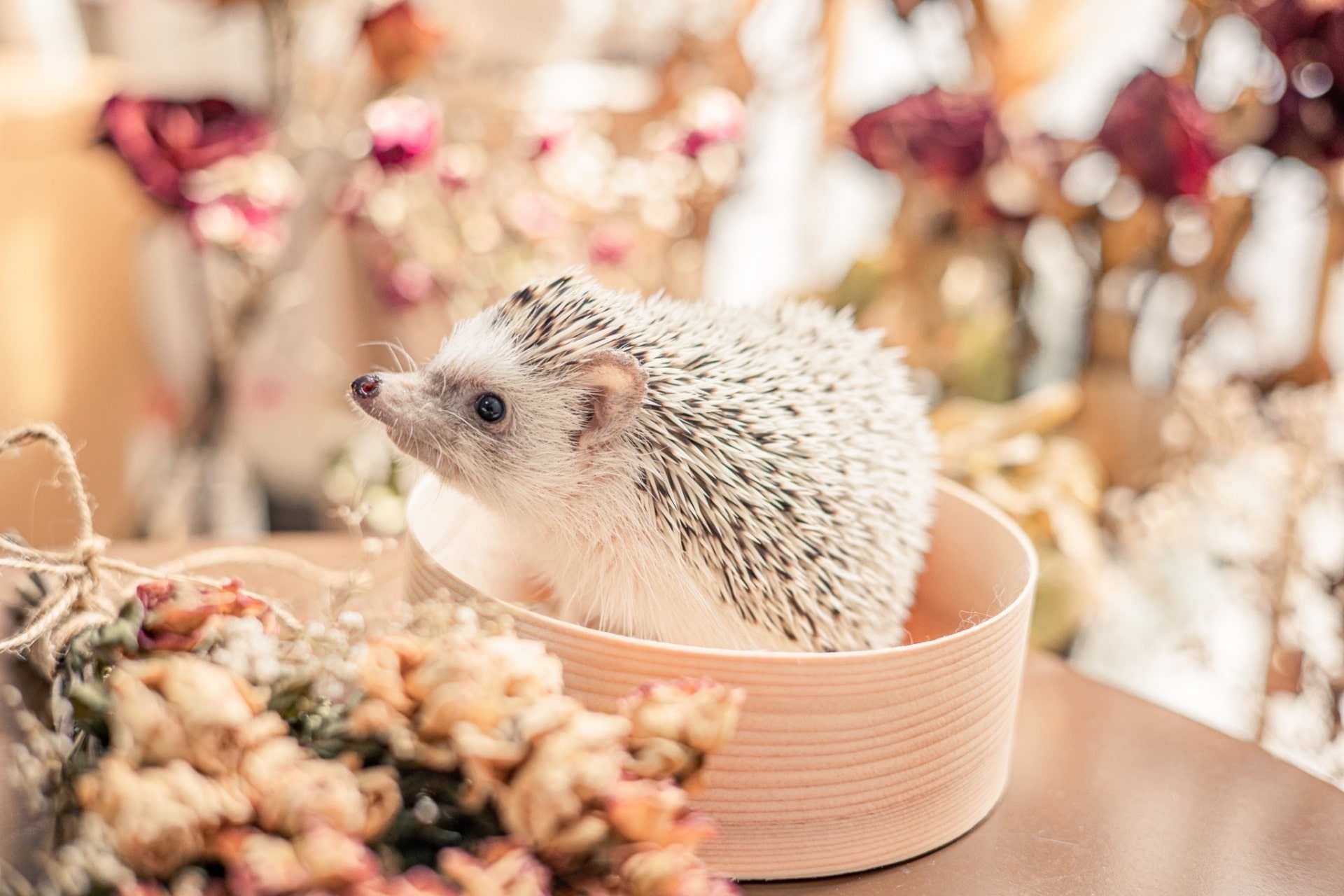 【飼っているハリネズミが死んだら…】遺体の安置や供養方法をまとめてご紹介