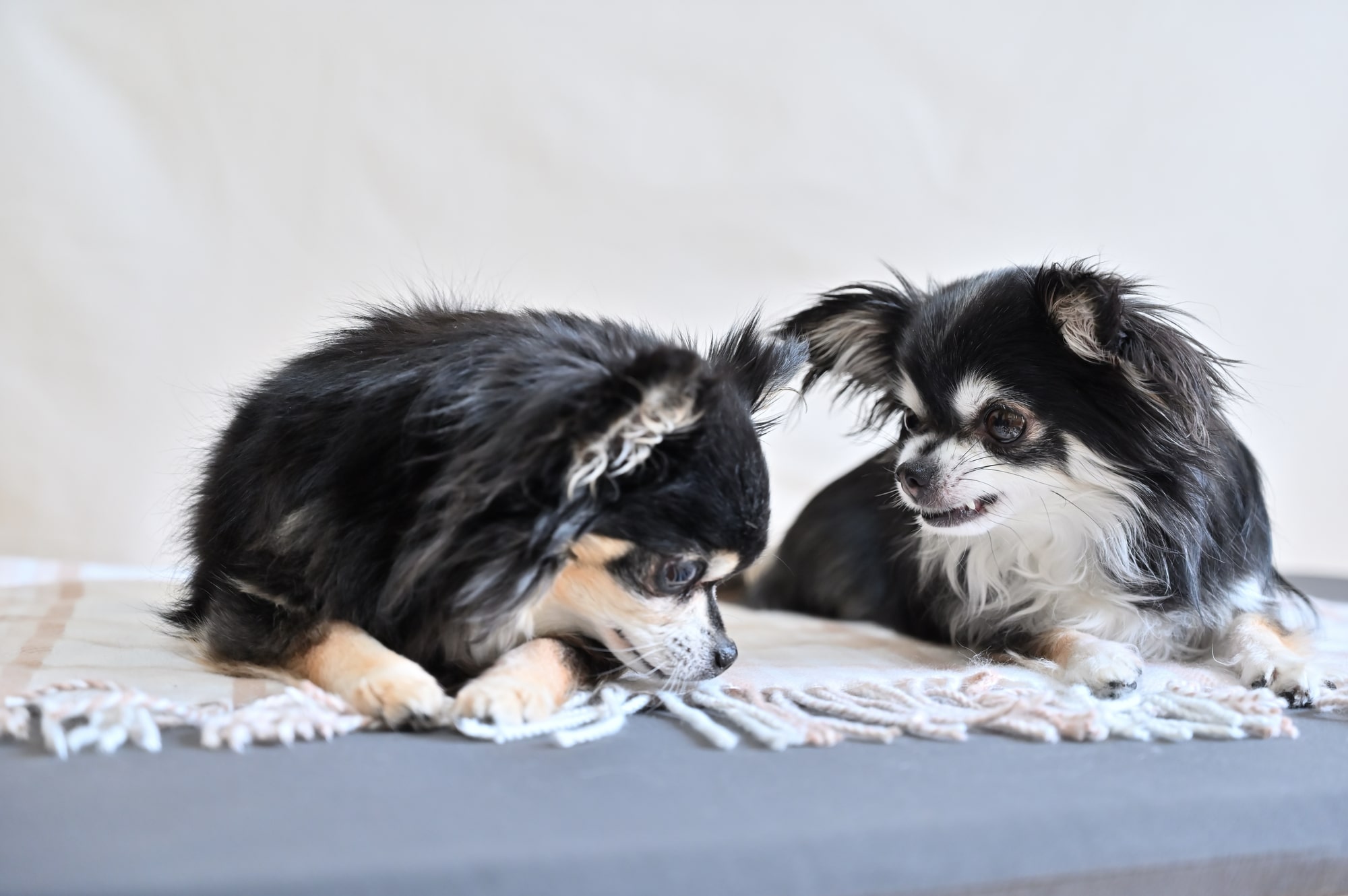【獣医師監修】犬の二匹目を迎えるのに適したタイミングは？迎える際のポイントも - COCOペットジャーナル