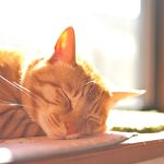 【獣医師監修】老猫は寝てばかりでも問題ない？老化以外の原因や飼い主ができること