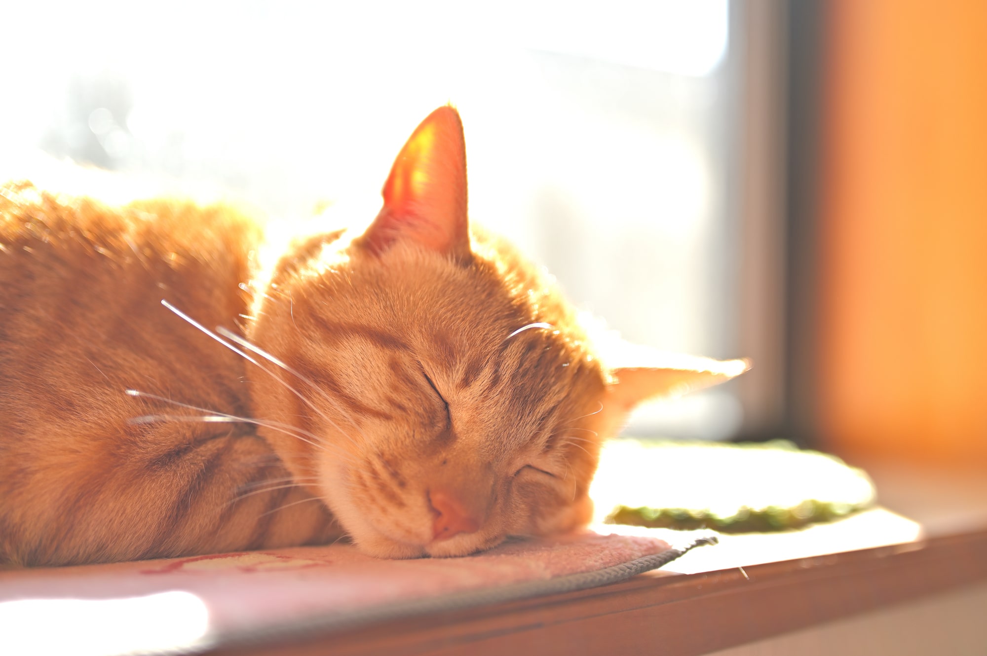 【獣医師監修】老猫は寝てばかりでも問題ない？老化以外の原因や飼い主ができること