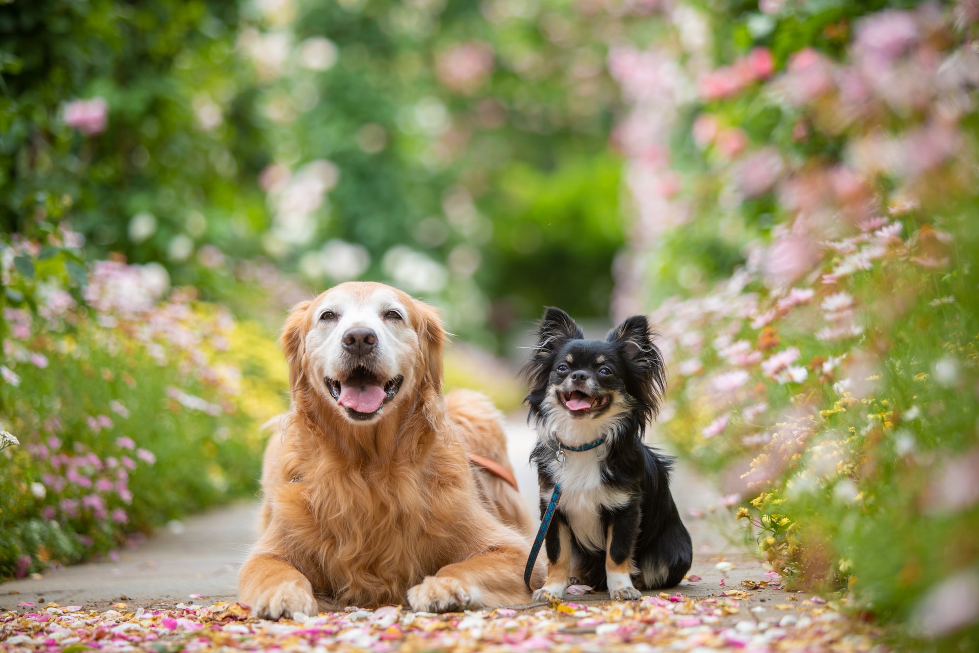 【獣医師監修】犬の二匹目を迎えるのに適したタイミングは？迎える際のポイントも
