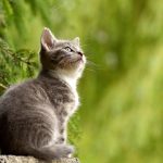 ペットの火葬を格安でする方法！費用を抑えつつペットとお別れできる