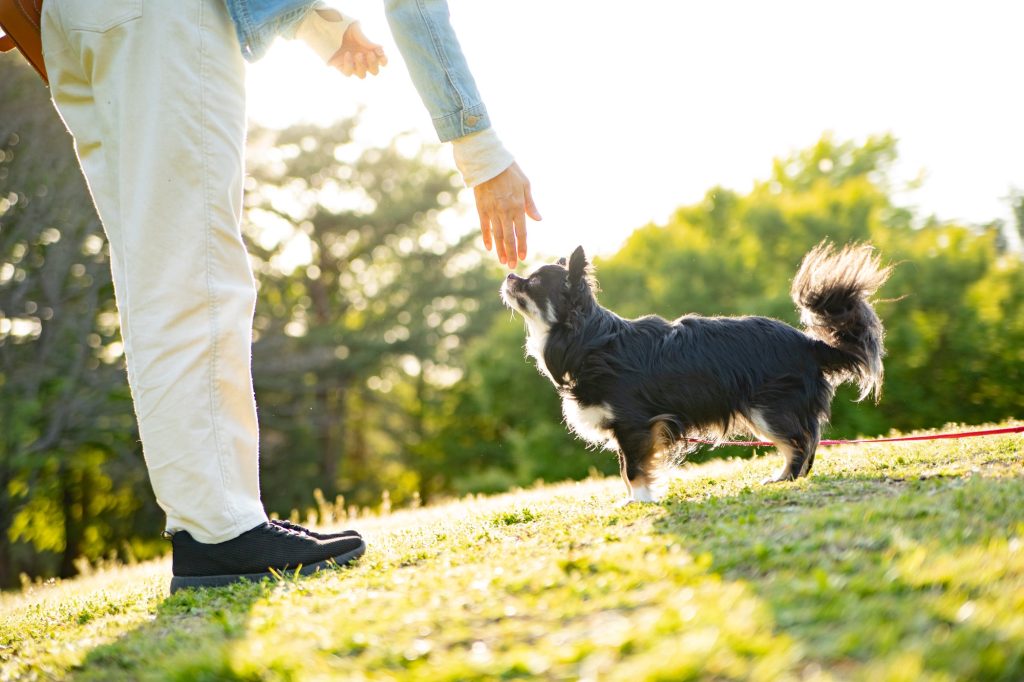 チワワに長生きしてもらうために！飼い方のポイント