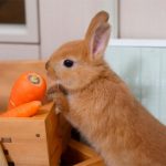 ペットとして飼っていた大切なうさぎが死んでしまったらどうする？