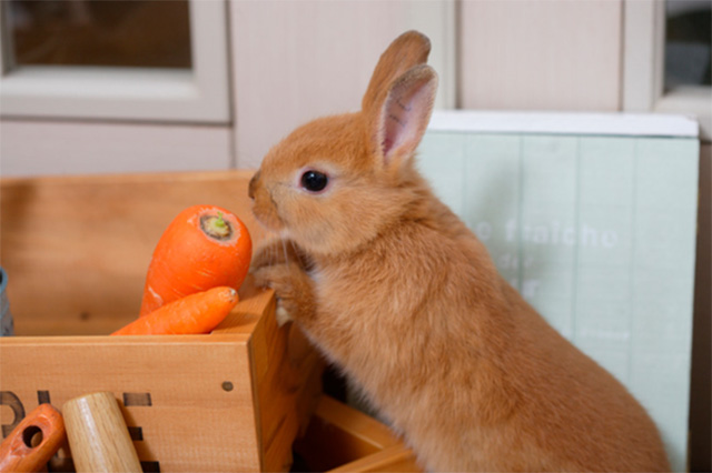 ペットとして飼っていた大切なうさぎが死んでしまったらどうする？