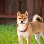 柴犬15歳の散歩時間は？正しい散歩方法と注意点を解説