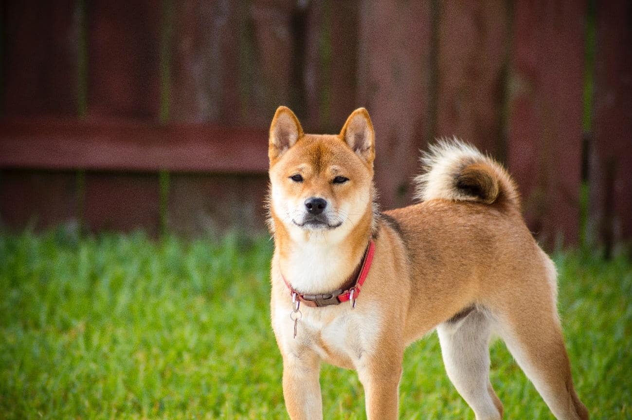 柴犬15歳の散歩時間は？正しい散歩方法と注意点を解説