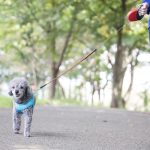 老犬も散歩は大切！散歩がもたらす効果や成犬と比べて注意すべき点について解説