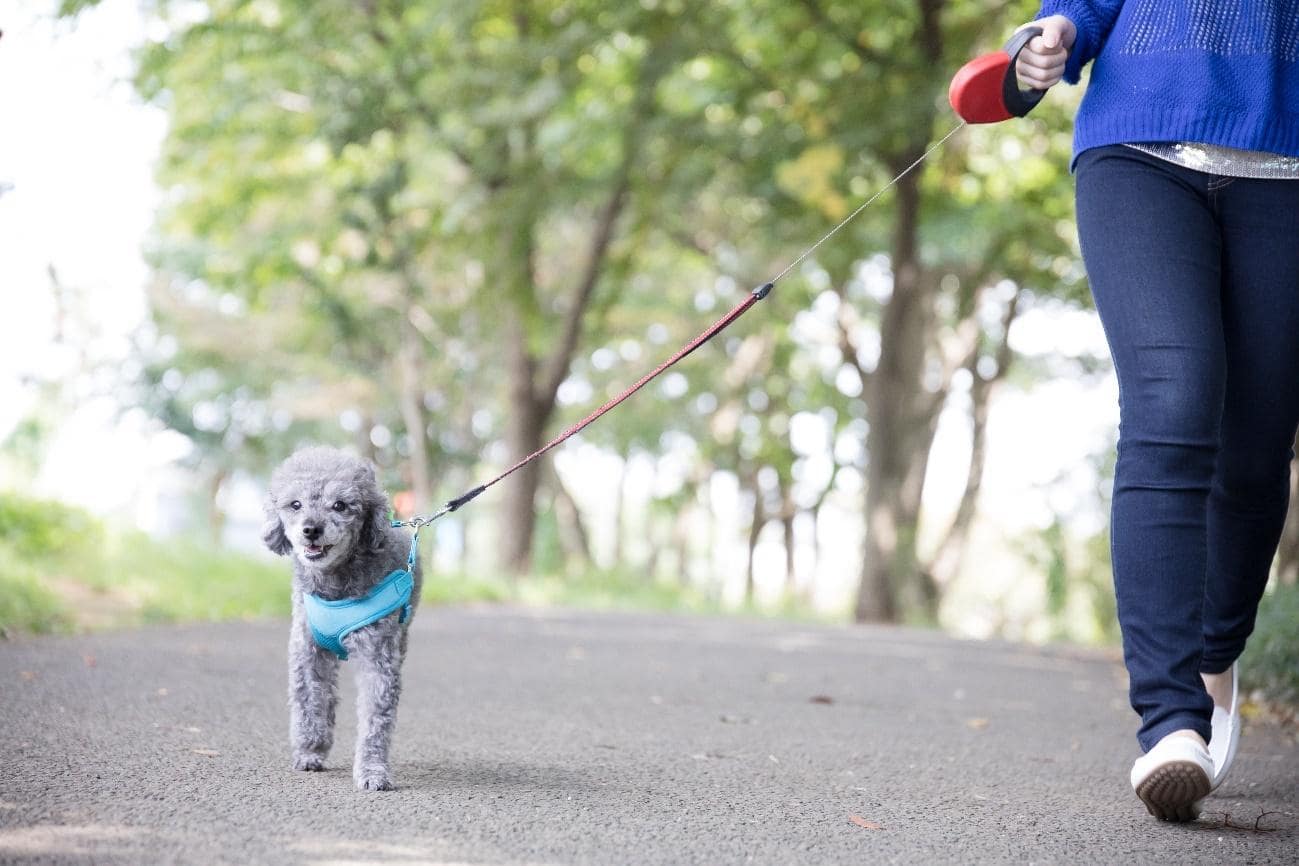 老犬も散歩は大切！散歩がもたらす効果や成犬と比べて注意すべき点について解説