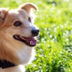 老犬との過ごし方は何が正しい？老化のサインや病気について解説