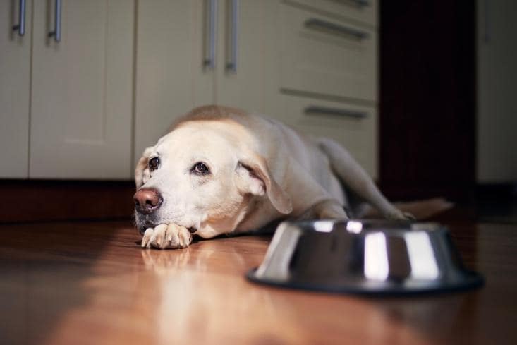 老犬（シニア期）はいつから？体や行動の変化や飼い主が意識すべきことを解説