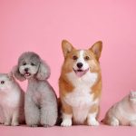ペットを火葬する際の持ち物は？服装やマナーについても解説