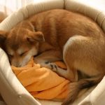 「ペット火葬の適切なタイミングを知りたい」と思っている方もいらっしゃるのではないでしょうか。 また、上記の疑問をお持ちの方は、以下についても知りたいかもしれません。