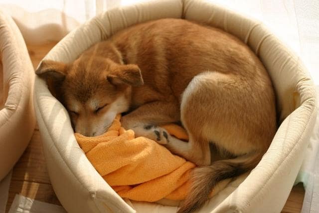 「ペット火葬の適切なタイミングを知りたい」と思っている方もいらっしゃるのではないでしょうか。 また、上記の疑問をお持ちの方は、以下についても知りたいかもしれません。