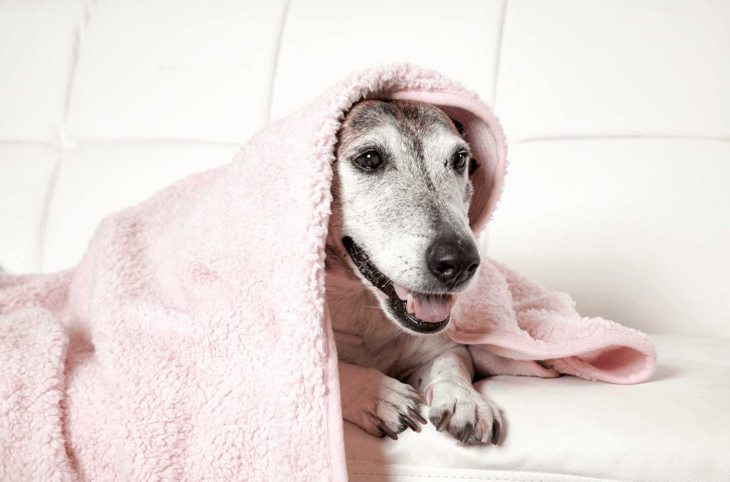 老犬が甘える理由は病気？理由や対処法について徹底解説