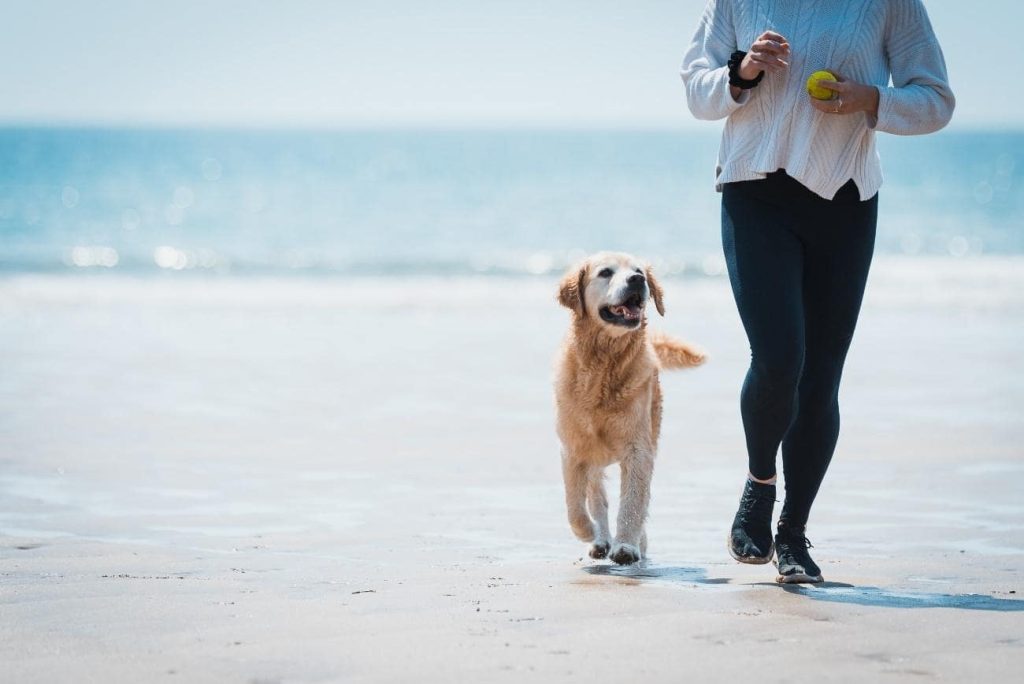 老犬と一緒に散歩することで長生きにつながる