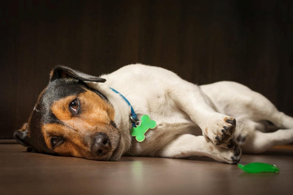 老犬と呼ばれる年齢のラインは？