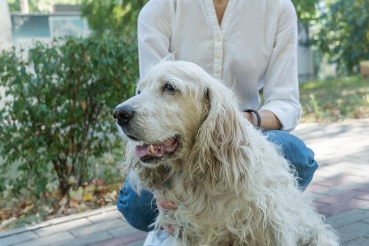 老犬になった際に意識すべきこと4選