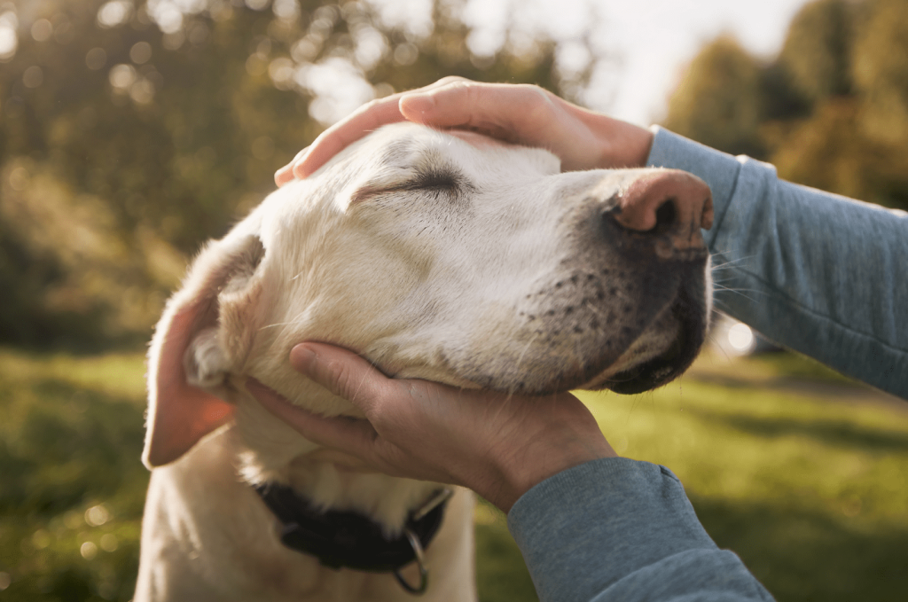 老犬が甘える以外に見せる老化のサイン